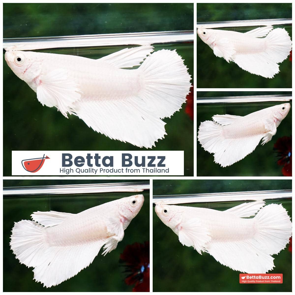 Betta fish Female HM White Platinum Dumbo