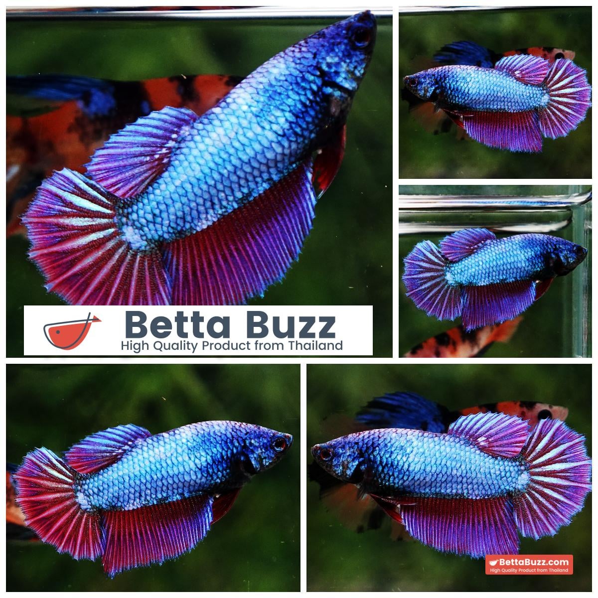 Betta fish Female Purple Metallic Lavender HM