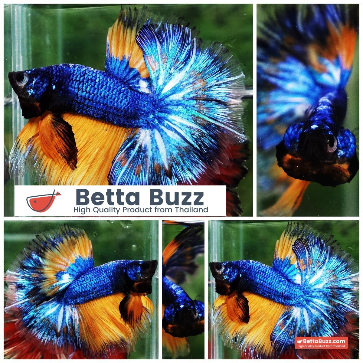 Betta fish Blue Dragom Mustard Gas Hawk OHM