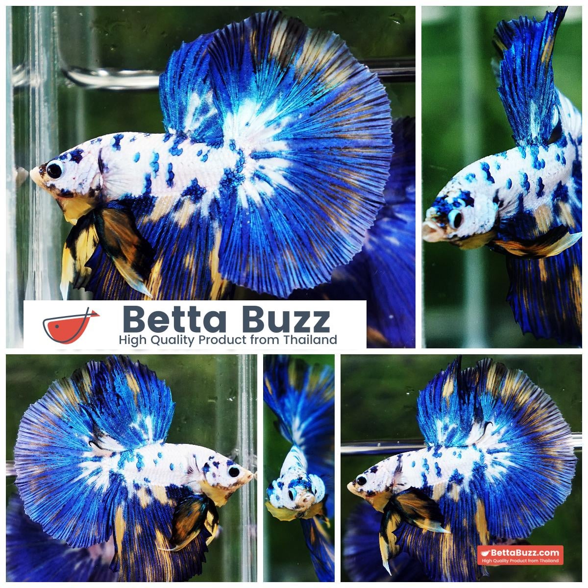 Betta fish Yellow Banabie Marble HM