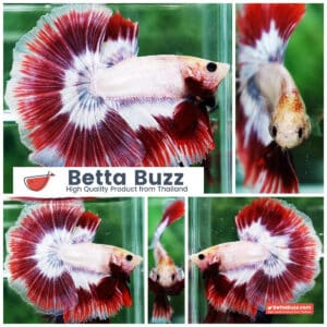 Betta fish Grizzle Red Snow Butterfly OHM