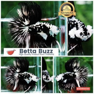 Betta fish King Shadow Black Black Star Samurai HM (Ultra Rare)
