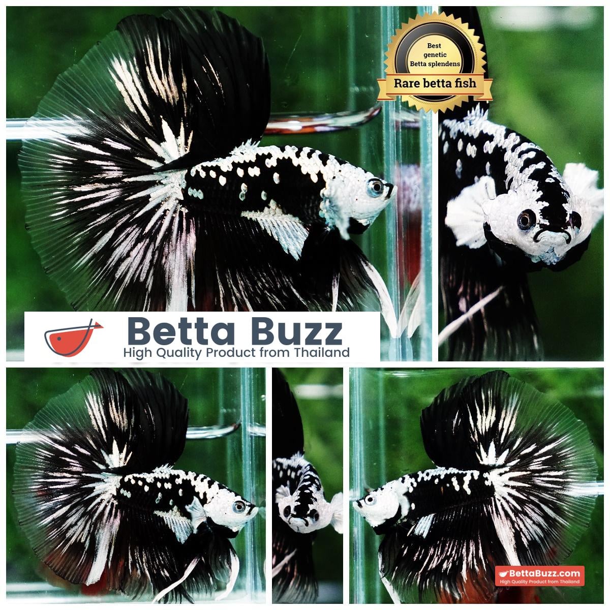 Betta fish King Shadow Black Black Star Samurai HM (Ultra Rare)