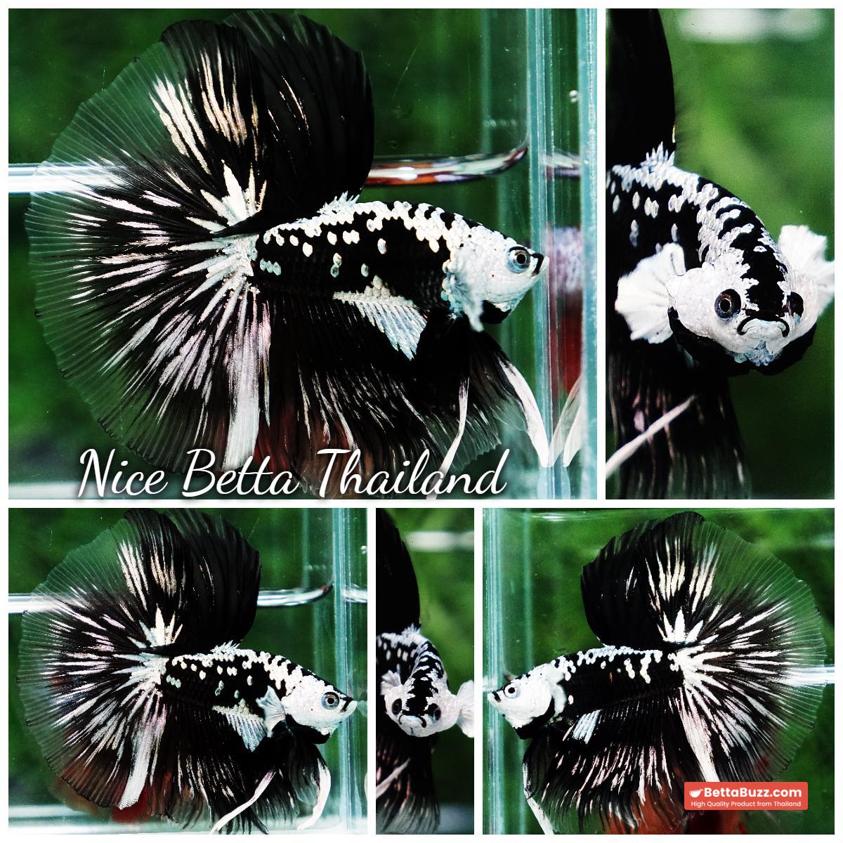 Betta fish King Shadow Black Black Star Samurai HM (Ultra Rare) - Image 12