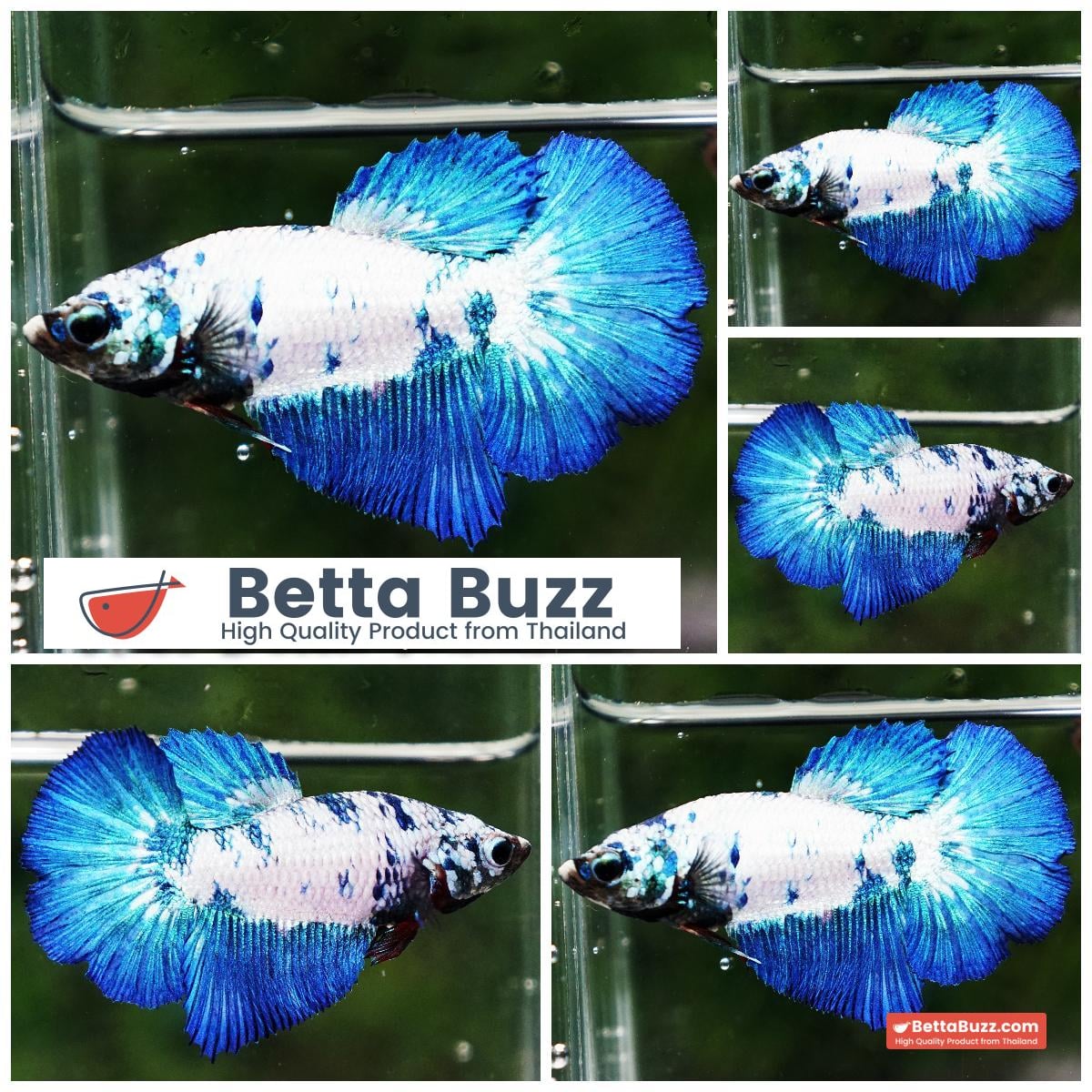 Betta fish Female Blue Dragon Marble HM