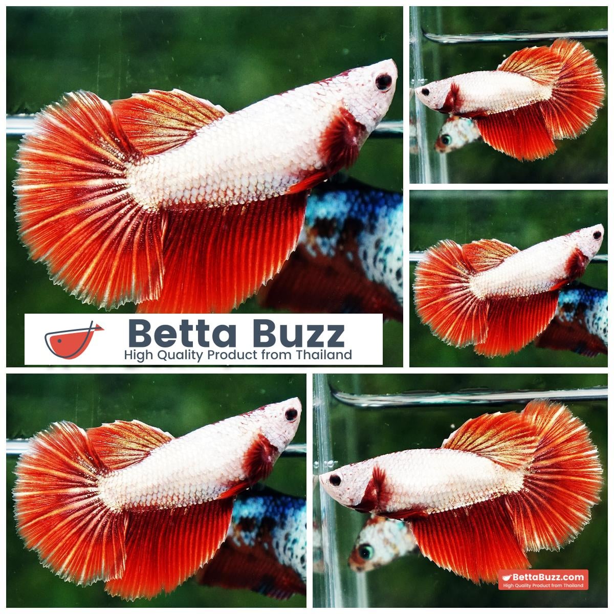 Betta fish Female Red Gold Dragon HM