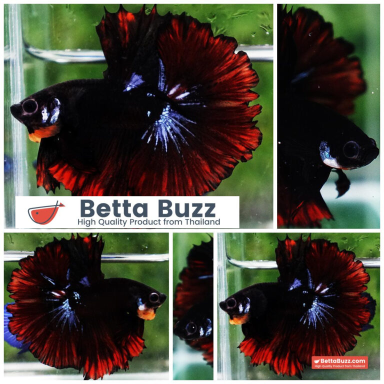 Betta fish Black Hole On Fire Warrior Rosetail OHM