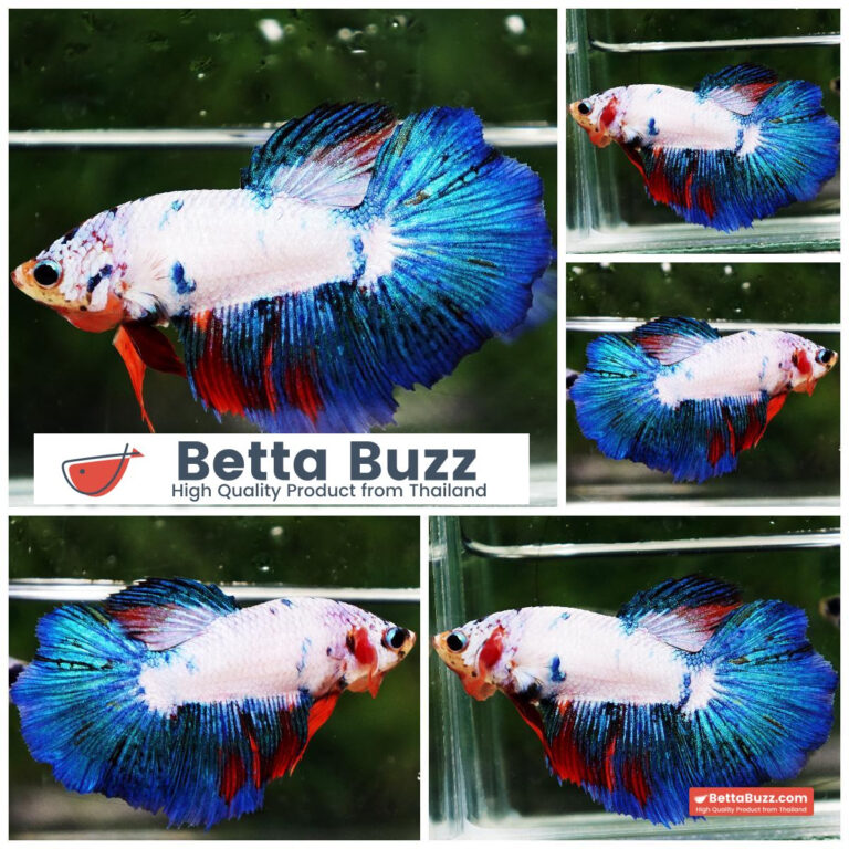 Betta fish Female Fancy Dragon Marble HM