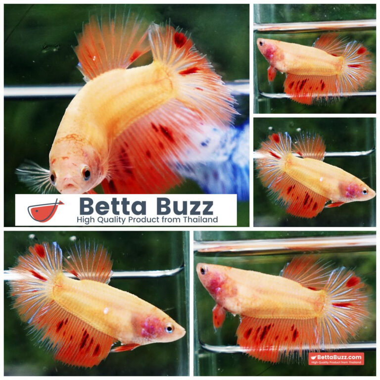 Betta fish Female Armageddon Meteor HM