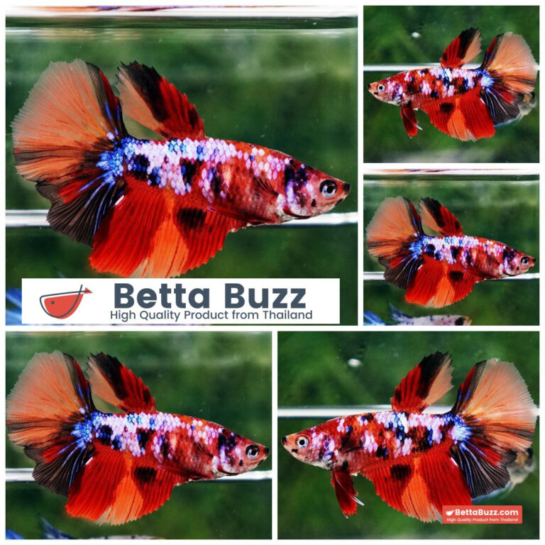 Betta fish Female Candy Nemo Galaxy HM