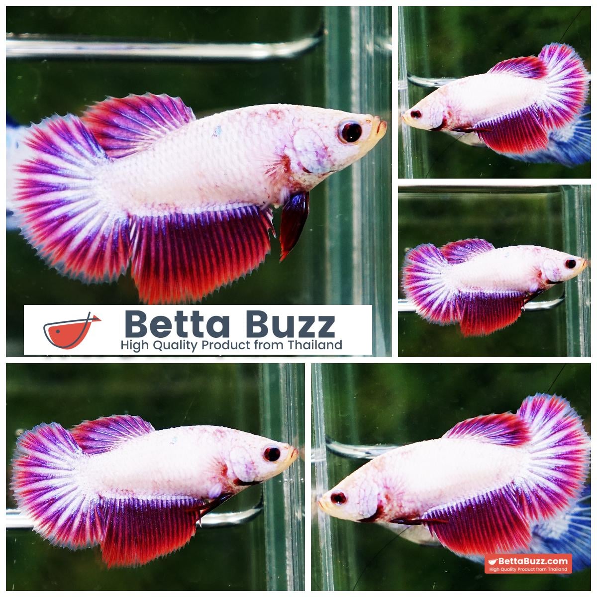 Betta fish Female Lavender Snow HM