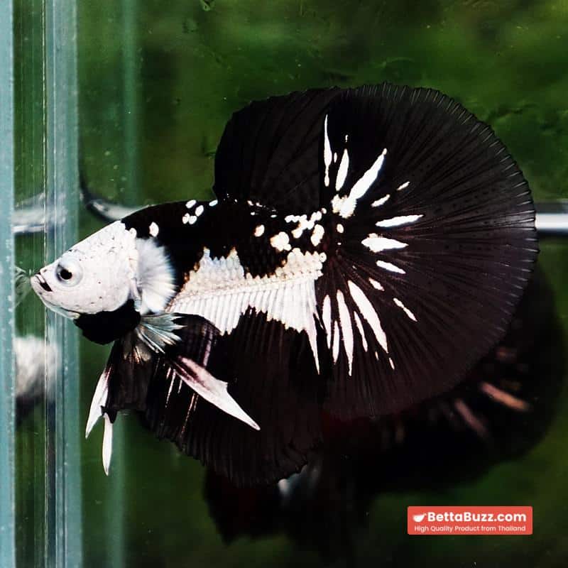 Betta fish Premium Helmet Shadow Black Star Killer Samurai HM (Ultra Rare) - Image 4