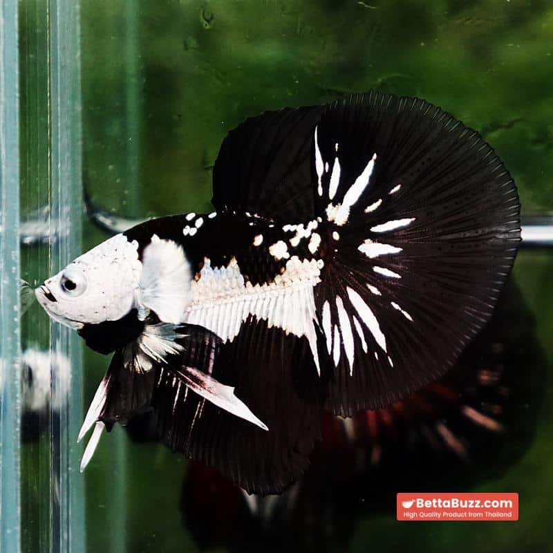 Betta fish Premium Helmet Shadow Black Star Killer Samurai HM (Ultra Rare) - Image 6