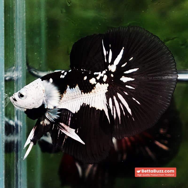 Betta fish Premium Helmet Shadow Black Star Killer Samurai HM (Ultra Rare) - Image 2