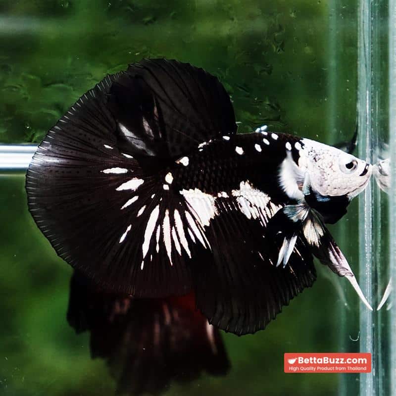 Betta fish Premium Helmet Shadow Black Star Killer Samurai HM (Ultra Rare) - Image 3