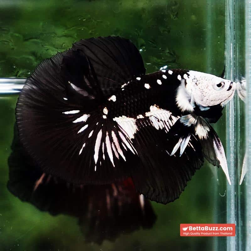 Betta fish Premium Helmet Shadow Black Star Killer Samurai HM (Ultra Rare) - Image 5