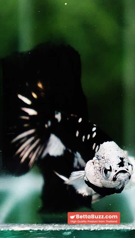 Betta fish Premium Helmet Shadow Black Star Killer Samurai HM (Ultra Rare) - Image 9