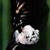 Betta fish Premium Helmet Shadow Black Star Killer Samurai HM (Ultra Rare) - Image 10