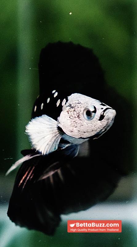 Betta fish Premium Helmet Shadow Black Star Killer Samurai HM (Ultra Rare) - Image 11