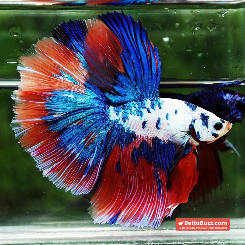 Betta fish Magical Pink Blue Marble Series OHM - Image 4