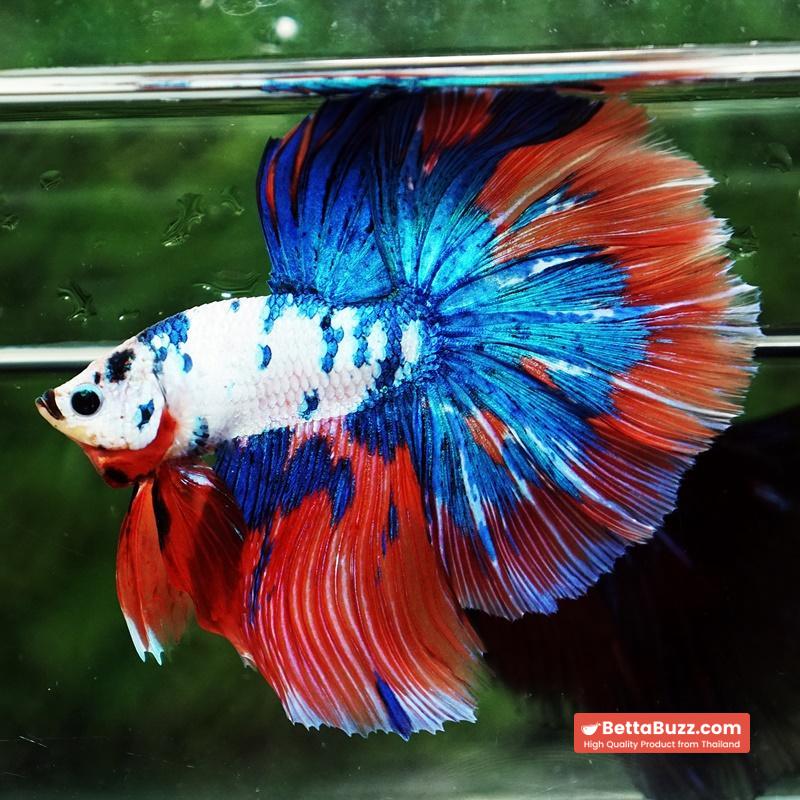 Betta fish Magical Pink Blue Marble Series OHM - Image 5