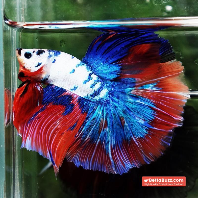 Betta fish Magical Pink Blue Marble Series OHM - Image 3