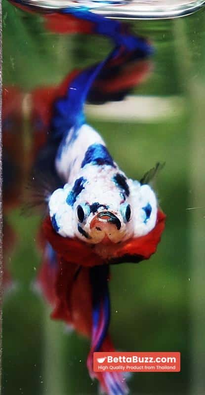 Betta fish Magical Pink Blue Marble Series OHM - Image 6