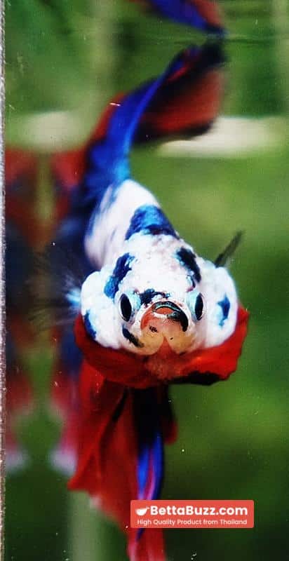 Betta fish Magical Pink Blue Marble Series OHM - Image 7