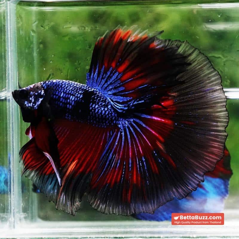 Betta fish King Blue Warriors On Fire Black Ring OHM - Image 5