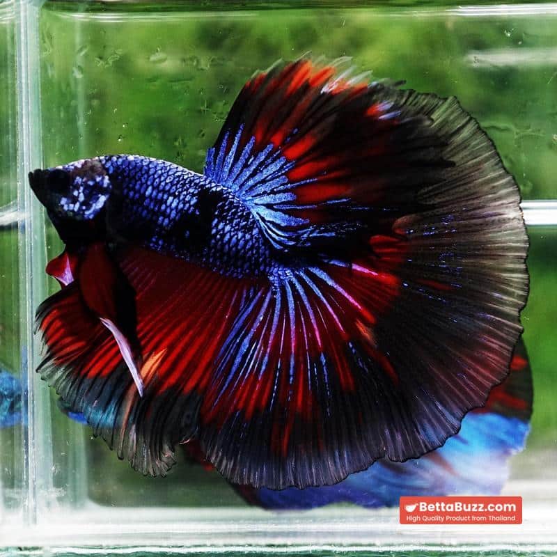 Betta fish King Blue Warriors On Fire Black Ring OHM - Image 3
