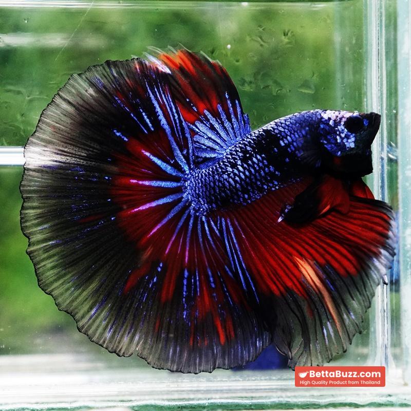 Betta fish King Blue Warriors On Fire Black Ring OHM - Image 2