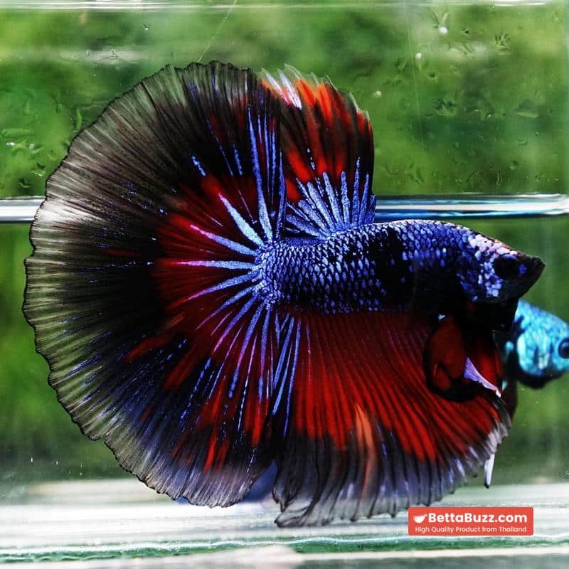 Betta fish King Blue Warriors On Fire Black Ring OHM - Image 6