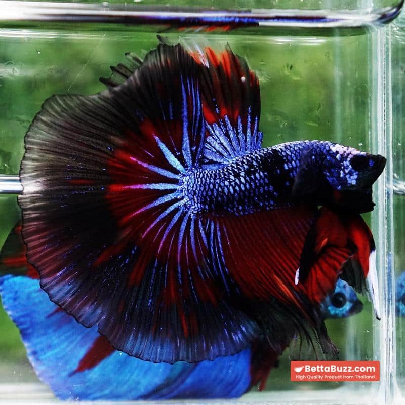 Betta fish King Blue Warriors On Fire Black Ring OHM - Image 8