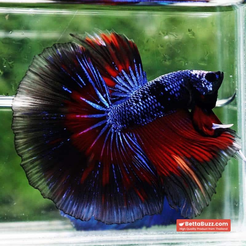 Betta fish King Blue Warriors On Fire Black Ring OHM - Image 4