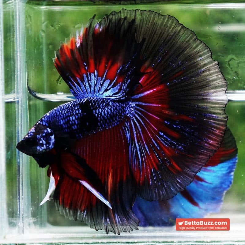 Betta fish King Blue Warriors On Fire Black Ring OHM - Image 7