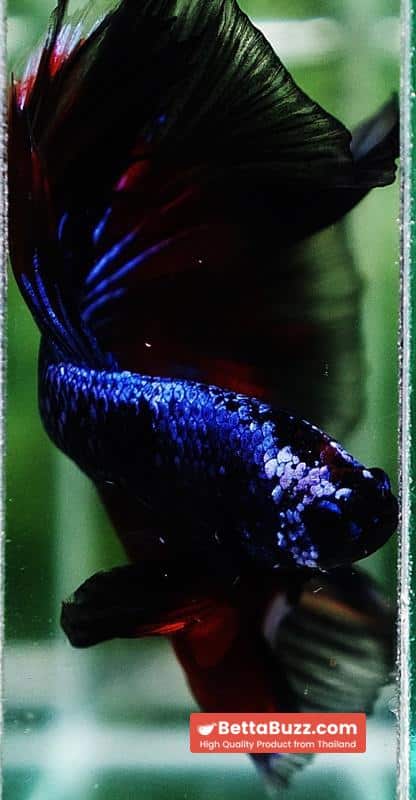 Betta fish King Blue Warriors On Fire Black Ring OHM - Image 9