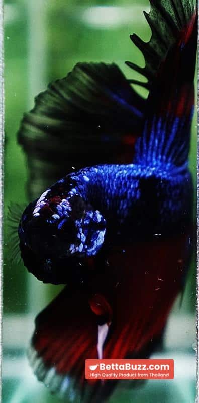 Betta fish King Blue Warriors On Fire Black Ring OHM - Image 10