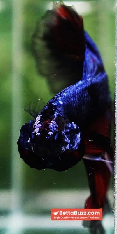 Betta fish King Blue Warriors On Fire Black Ring OHM - Image 11
