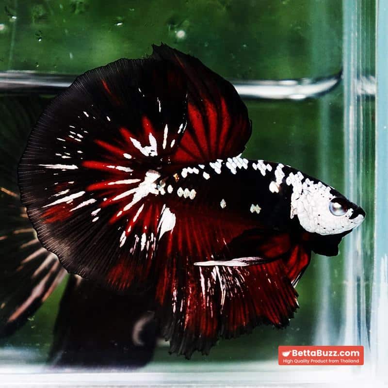 Betta fish Rare Vampire Shadow Black Samurai - Image 4