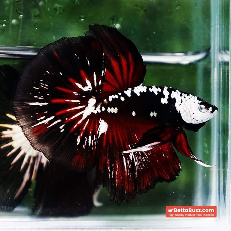 Betta fish Rare Vampire Shadow Black Samurai - Image 6