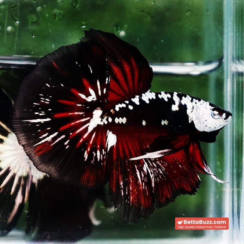 Betta fish Rare Vampire Shadow Black Samurai - Image 2