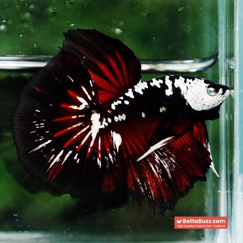 Betta fish Rare Vampire Shadow Black Samurai - Image 7