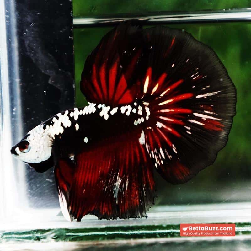 Betta fish Rare Vampire Shadow Black Samurai - Image 3