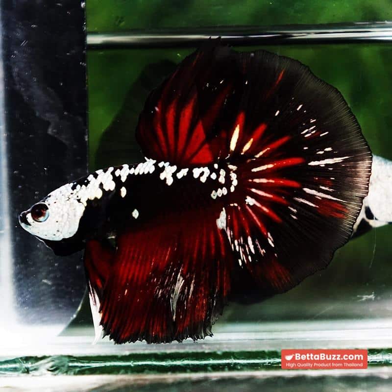 Betta fish Rare Vampire Shadow Black Samurai - Image 5