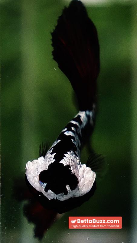Betta fish Rare Vampire Shadow Black Samurai - Image 8