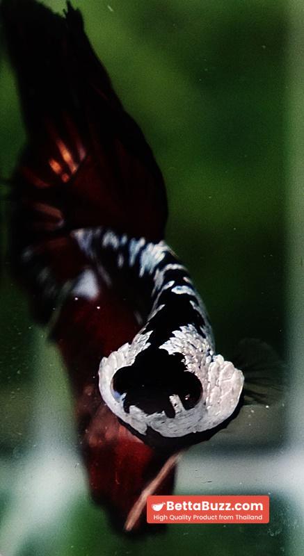 Betta fish Rare Vampire Shadow Black Samurai - Image 9