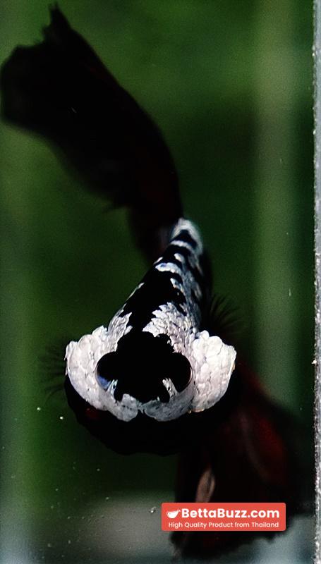 Betta fish Rare Vampire Shadow Black Samurai - Image 10