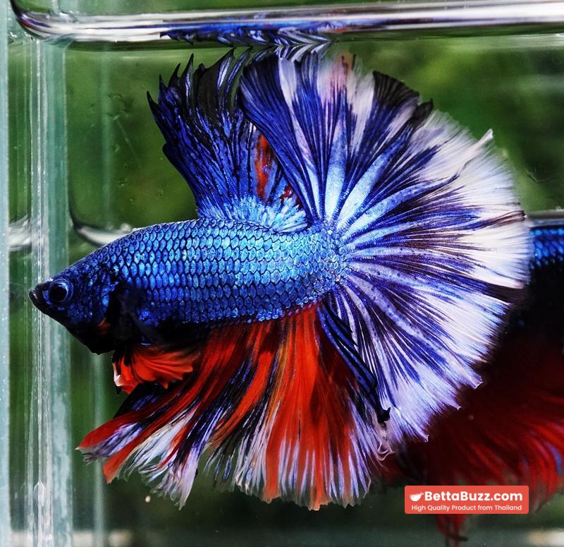 Betta fish Fancy Blue Dragon Nemo Hawk OHM - Image 4
