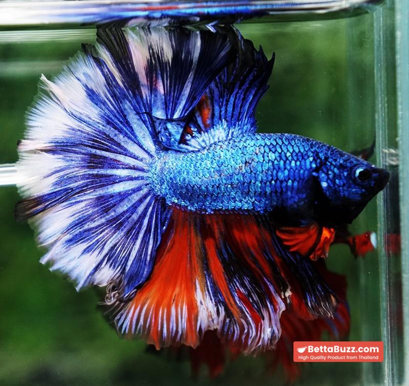 Betta fish Fancy Blue Dragon Nemo Hawk OHM - Image 3