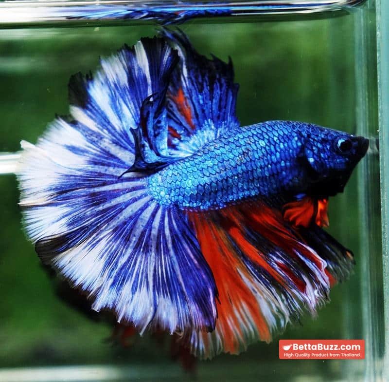Betta fish Fancy Blue Dragon Nemo Hawk OHM - Image 5
